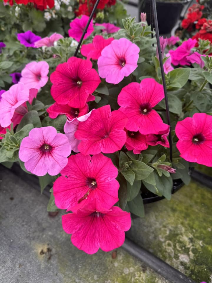 Hanging basket petunias