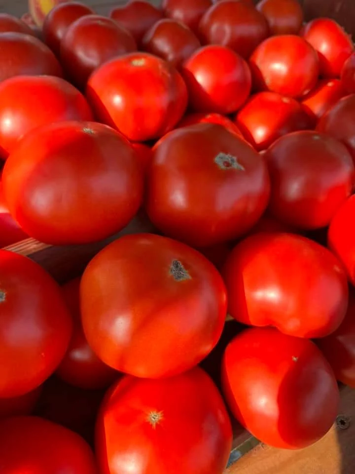 Homegrown tomatoes