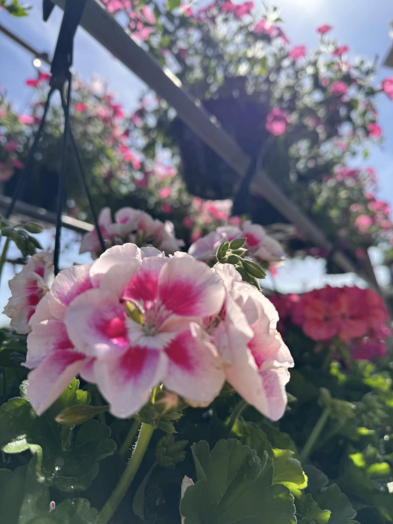 Pink and white geraniums